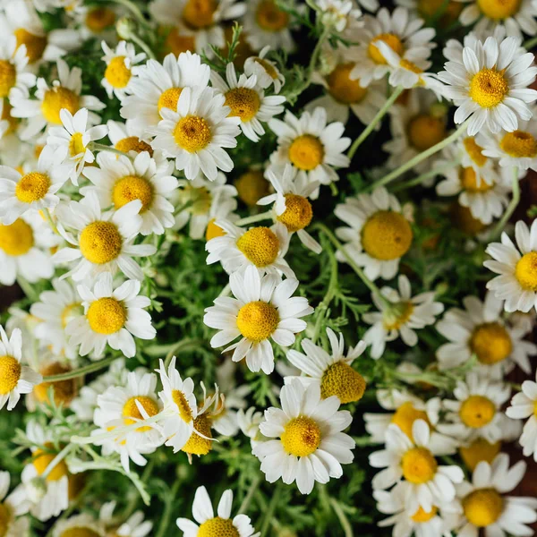 Stokrotki Białe Stokrotki Kwitną Letniej Łące — Zdjęcie stockowe