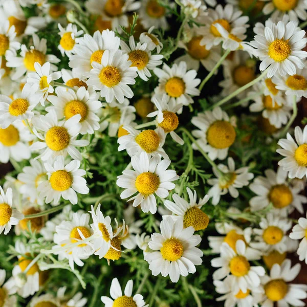 Margeriten Weiße Gänseblümchen Blühen Auf Sommerwiese — Stockfoto