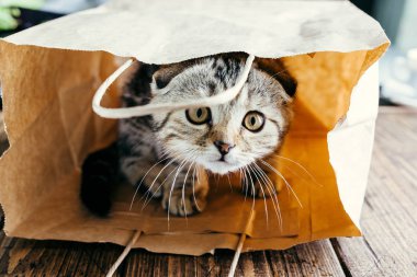İngiliz lop kulaklı kedi bir kağıt torba içinde, küçük bir kedi çalış
