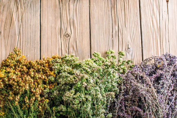 Hypericum Plant Harvesting Wild Medicinal Herbs Alternative Medicine — Stock Photo, Image