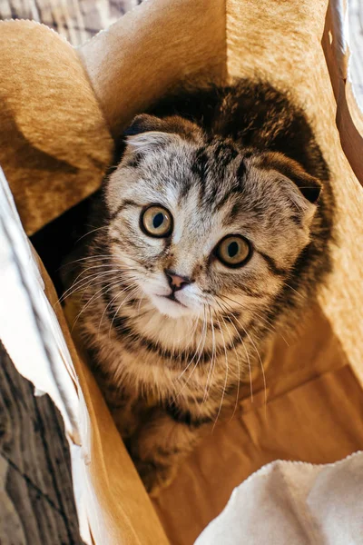 İngiliz lop kulaklı kedi bir kağıt torba içinde, küçük bir kedi çalış