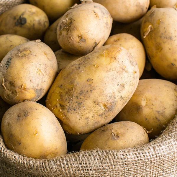 White potatoes in a bag, freshly dug, close-up