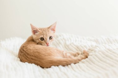 Beyaz battaniye üzerinde genç zencefil kedi yavrusu, sevimli evcil hayvan