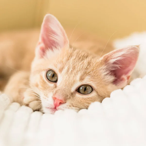 Beyaz Battaniye Üzerinde Genç Zencefil Kedi Yavrusu Sevimli Evcil Hayvan — Stok fotoğraf