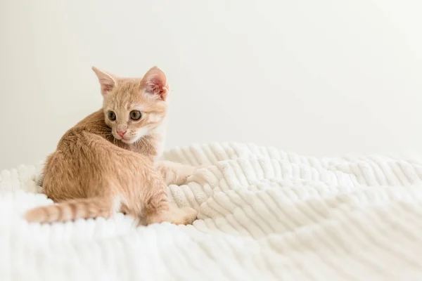 Beyaz Battaniye Üzerinde Genç Zencefil Kedi Yavrusu Sevimli Evcil Hayvan — Stok fotoğraf