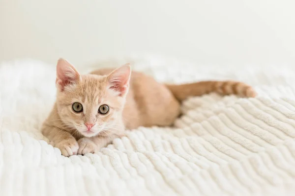 Young Ginger Kitten White Blanket Cute Pet — Stock Photo, Image