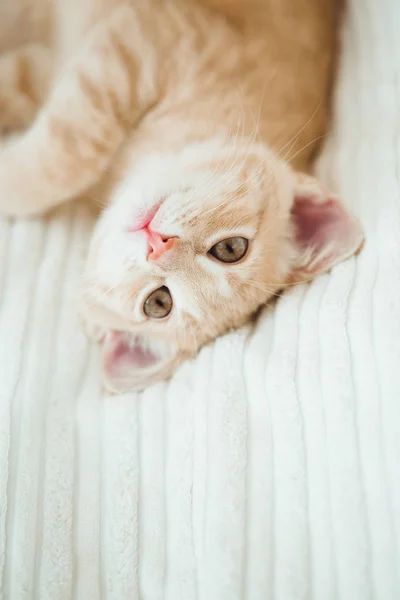 年轻的姜小猫在白毯子 可爱的宠物 — 图库照片