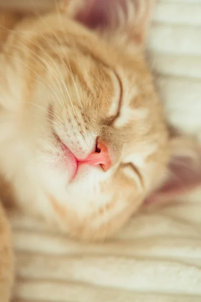 白い毛布に若い生姜子猫 かわいいペット — ストック写真