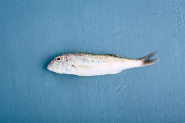 Mavi arka planda taze kırmızı kefal balığı. Karadeniz Balığı Sultanka.