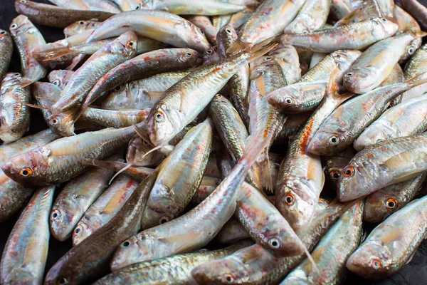 Fresh Catch Red Mullet Mar Negro Sultanka Pescado — Foto de Stock