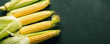 Koçanda taze mısır, tarım, hasat