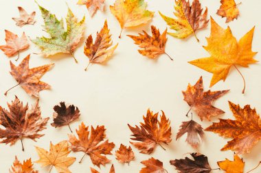 Sonbahar akçaağaç yapraklarından yapılmış bir çerçeve. Baharatı kopyala