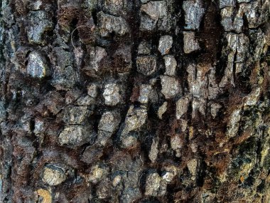 Ağaç gövdesinde yosun ve reçine lekeleri olan kabuk.