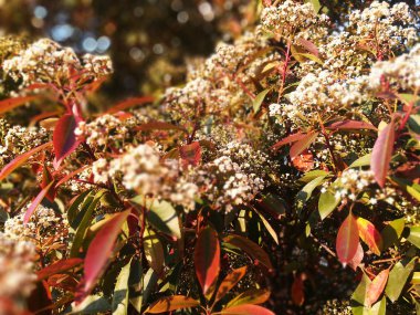 Beyaz çiçeklerle dekoratif çiçek ağacı. Kırmızı sarı turuncu gr