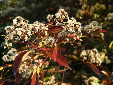 Beyaz çiçeklerle dekoratif çiçek ağacı. Kırmızı sarı turuncu gr