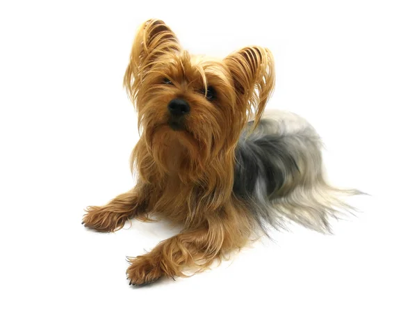 Yorkshire terrier on white background. Beautiful dog. Looking at — Stock Photo, Image