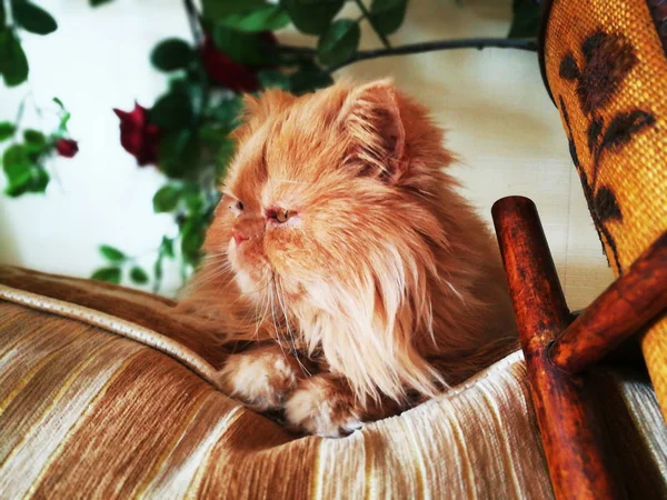 オレンジ美しいふわふわペルシャ猫. — ストック写真