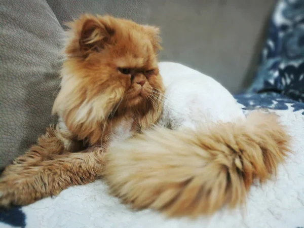 ソファの上にオレンジ色の残忍なペルシャ猫をシアに. — ストック写真