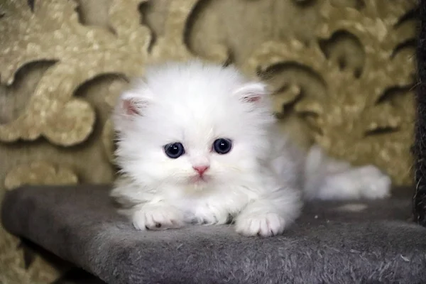 Weißes Perserkätzchen Süße Flauschige Schöne Miezekatze Katze Mit Blauen Augen — Stockfoto