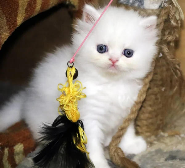 Pequeño Gatito Persa Blanco Dulce Gatito Esponjoso Ojos Azules Fondo — Foto de Stock