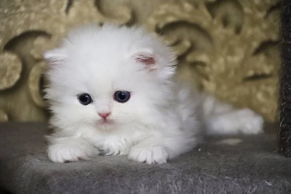 Weißes Perserkätzchen Süße Flauschige Miezekatze Blaue Augen Reizvoller Hintergrund Schöne — Stockfoto