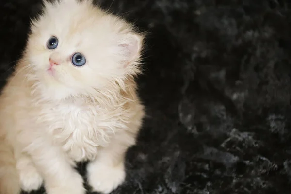 波斯毛茸茸的小猫甜毛绒绒奶油色猫咪 蓝眼睛黑色背景 文字的位置 美丽有趣的动物 漂亮的家养宠物 — 图库照片