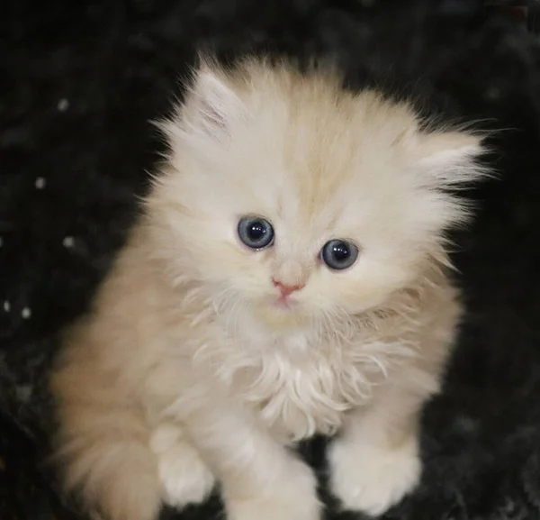 Persisches Kleines Pelziges Kätzchen Süße Flauschige Cremefarbe Kitty Blaue Augen — Stockfoto