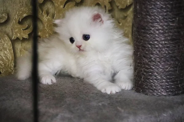 Beyaz Ran Kedisi Tatlı Pofuduk Kedicik Mavi Gözler Süslü Arka — Stok fotoğraf