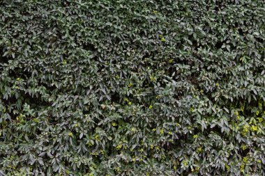 Böğürtlenli çalılardan yeşil duvar