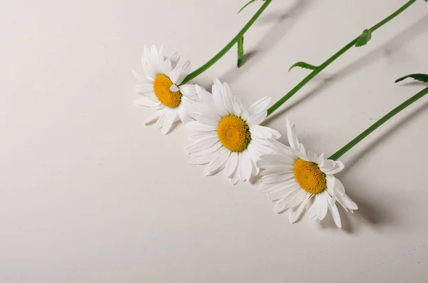 Chamomile flower. Beautiful white flower on white table.  Natural plant at home.