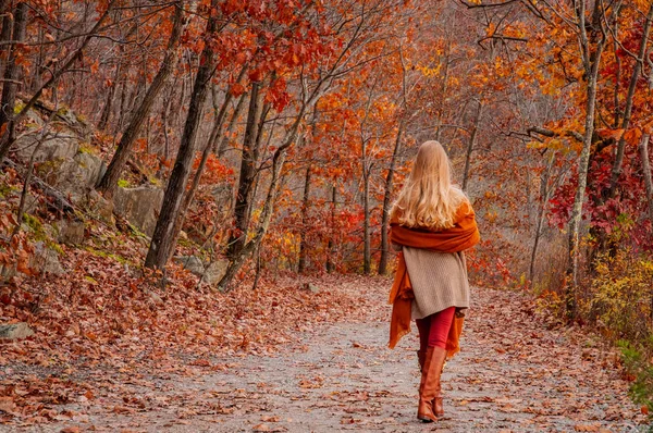 Bella Donna Viaggiatore Maglione Caldo Sta Camminando Nella Foresta Autunnale — Foto Stock