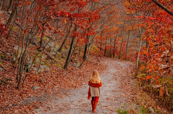 Femeie Frumoasă Călător Pulover Cald Plimbă Pădurea Toamnă — Fotografie, imagine de stoc