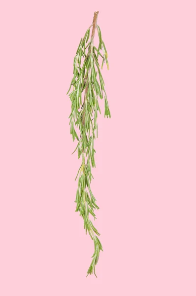 Fresh rosemary on pink pastel background — Stock Photo, Image