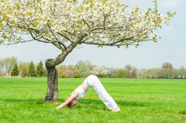 Femeia practică yoga, făcând Ardha Matsyendrasana să pozeze lângă copacul înflorit — Fotografie, imagine de stoc