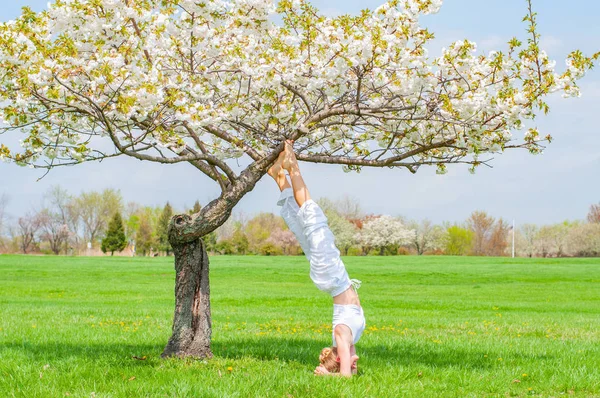 Femeia practică yoga, face exerciții de Salamba Sirsasana, stând în poziție în cap lângă copac — Fotografie, imagine de stoc