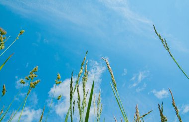 Yaz. Mavi gökyüzü arka planda yeşil çim