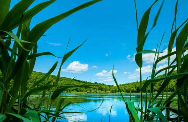 Landscape lake. Beautiful wild nature. Lake with mirror reflections on sunny day.