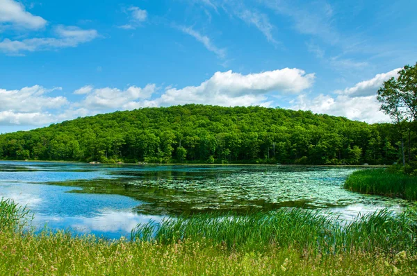 Landschaps meer. Prachtige wilde natuur, bos. Meer met spiegel reflecties op zonnige dag. — Stockfoto