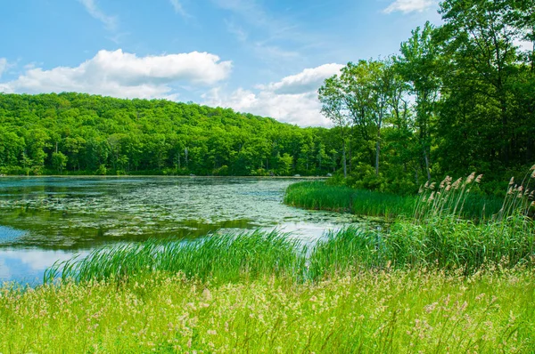 Landschaps meer. Prachtige wilde natuur, bos. Meer met spiegel reflecties op zonnige dag. — Stockfoto