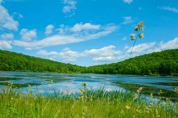 Landscape lake. Beautiful wild nature, forest. Lake with mirror reflections on sunny day. 