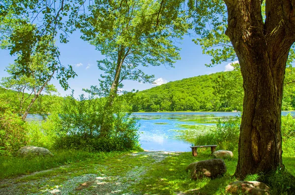 Beautiful landscape lake. Forest lake and empty bench