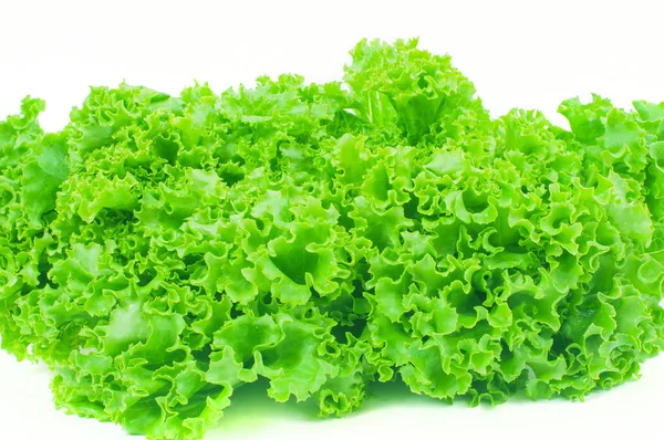 Saláta. Saláta levél. Friss saláta levelek fehér alapon — Stock Fotó