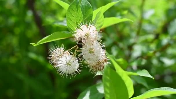 Gros Beau Bourdon Sur Une Fleur Gros Plan — Video