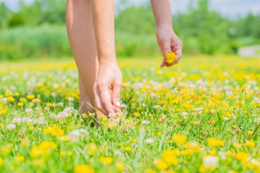 Çiçek açan bir alanda kadın yaz günü sarı çiçek buketi toplar.