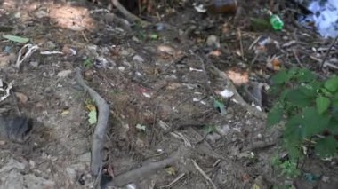 Nehirde çöp ve plastik şişeler var. Gölün yakınındaki çöpler, çevre kirliliği. Ekolojik sorun