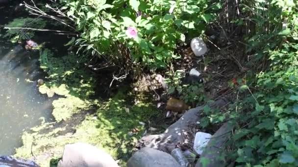 Cestino Bottiglie Plastica Nel Fiume Spazzatura Vicino Lago Inquinamento Ambientale — Video Stock