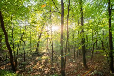 Orman. Güneş ışığına karşı ormanda gölgeleri olan ağaçlar