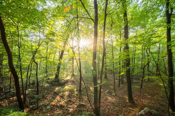 Orman. Güneş ışığına karşı ormanda gölgeleri olan ağaçlar