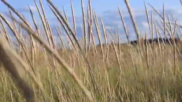 Plantas Balançando Através Pôr Sol Vento Livre Campo Agrícola — Vídeo de Stock