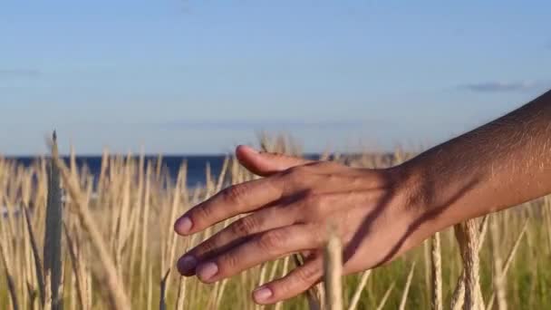 Plantes Balançant Travers Coucher Soleil Plein Air Dans Domaine Agricole — Video